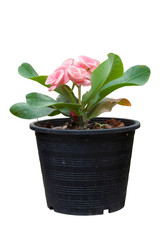 Pink Euphorbia milli or Crown of Thorns flower in black plastic pot isolated on white background included clipping path.