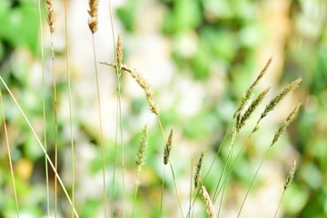 GREEN GRASS PLANT WHEAT LANDSCAPE