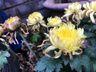 Yellow dry chrysanthemum home garden