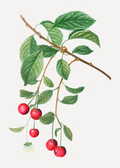 Cherry tree branch
