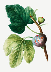 Fresh figs on a tree