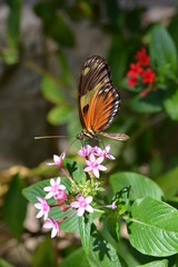 Monarch butterfly on a flower