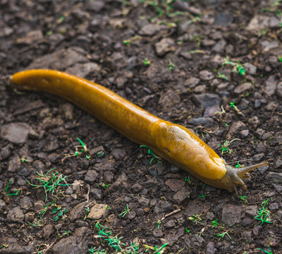 Slug gastropod animal 