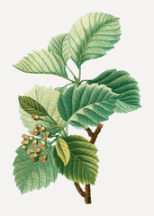 Broad leaved whitebeam plant
