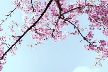 Soft focus Cherry Blossom or Sakura flower on nature background
