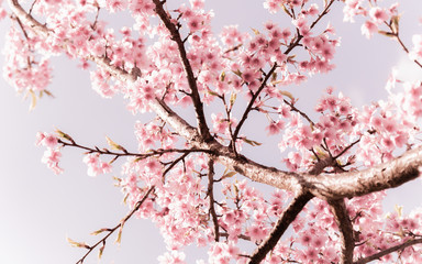Soft focus Cherry Blossom or Sakura flower on nature background