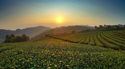 Lanscape image, tea plantation in the morning light.