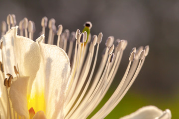 Spring. white flower with stamens closeup