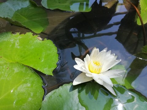 Lotus flower bloon