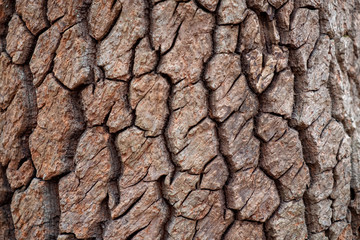 Closeup of the deep furrowed bark of a sourwood tree in North Carolina. Rich organic texture.