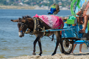 A donkey and a peacock from a group of roving artists are riding along the seashore.