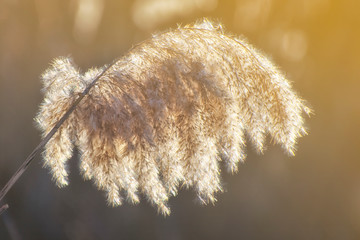 Golden reed grass in the spring in the bright sunlight. Abstract natural background. Close-up image