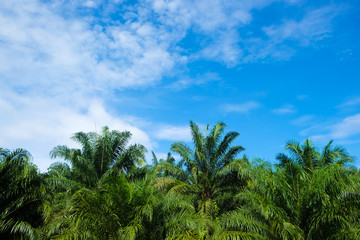 Fototapeta na wymiar Palm oil plantation in rural southern of Thailand