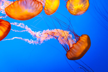 Jellyfish against the background of blue water.