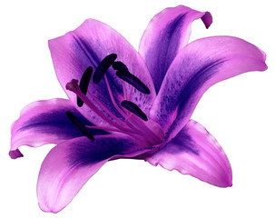 Lily blue-pink  flower on white  isolated background with clipping path.  Closeup no shadows. ...