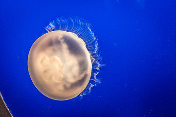 Jellyfish against the background of blue water.