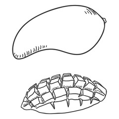 Vector Sketch Mango Fruit. Whole and Sliced.