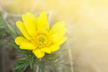 A large flower of Adonis vernalis on the background of the spring meadow - obrazy, fototapety, plakaty