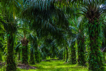 Palm oil plantation in rural southern of Thailand