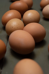 eggs on a gray background