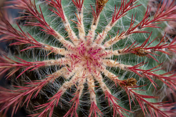 Echinocactus grusonii red cactus