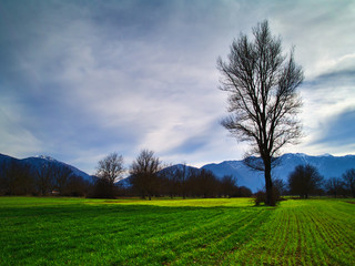 Lonely tall tree in beautiful green field under cloudy sky. Arcadia Greece.