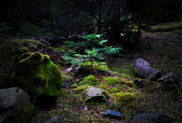 Beautiful small pine tree growing in a forest. Moody nature image.