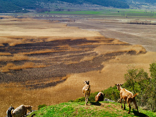 Goats in Stimfalia lake in Peloponnese Greece