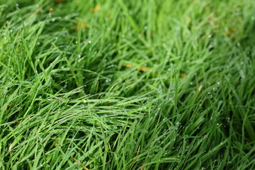 water dew drop on green grass garden