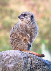 A meerkat (Suricata suricatta) keeps watch while sitting on a large rock.