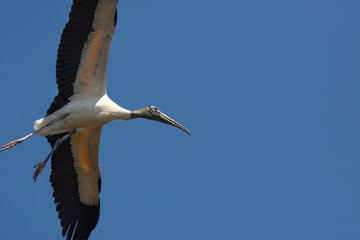 Wood stork flying over a swamp in St. Augustine, Florida.
