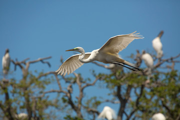 Great egret flying past a rookery in St. Augustine, Florida.