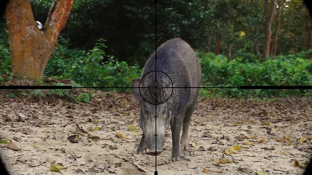 Wild Boar (Sus scrofa) Seen in Gun Rifle Scope. Wildlife Hunting. Poaching Endangered, Vulnerable, and Threatened Animals