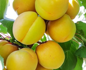 yellow apricots on branch