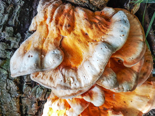 Mushrooms. Fungus growing on tree trunk. Dew drops on mushrooms.