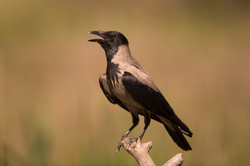 Fototapeta premium Odosobniony wrona kapturowa rechocze na gałęzi