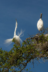 Great egret performing mating ritual near a wood stork.