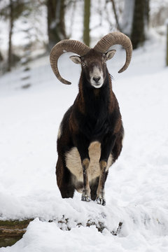 Ein freigestellter Mufflon Bock frontal im Schnee