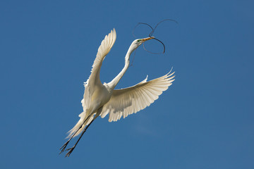 Great egret flying with nesting material at a Florida swamp.