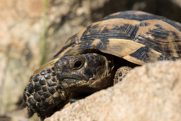 Eine Maurische Landschildkröte frontal zwischen Felsen