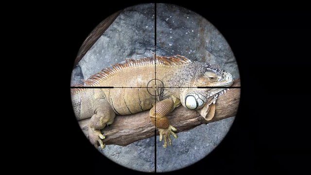 Iguana Seen in Gun Rifle Scope. Wildlife Hunting. Poaching Endangered, Vulnerable, and Threatened Animals