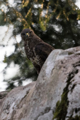 Ein Mäusebussard sitzt auf einem Felsen und schaut in die Kamera