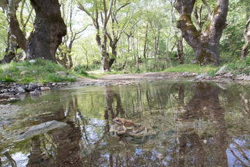 Der Lebensraum des Griechischen Frosches in Bulgarien mit einem Frosch auf einem Stein mitten im Bach sitzend