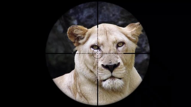 Female Lion Seen in Gun Rifle Scope. Wildlife Hunting. Poaching Endangered, Vulnerable, and Threatened Animals