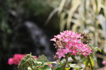 flowers in the garden