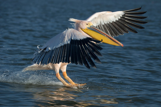 Ein freigestellter, auf einem See landender Rosapelikan in  der Seitenansicht zieht eine Wasserwelle hinter sich her