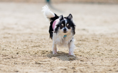 冬の公園にいる可愛いチワワ