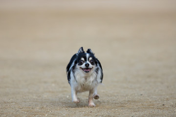 冬の公園にいる可愛いチワワ