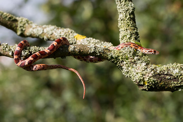 Eine kletternde Kornnatter im Baum in der Seitenansicht