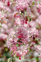 Blooming sakura branch,pink sakura flowers. Springtime concept